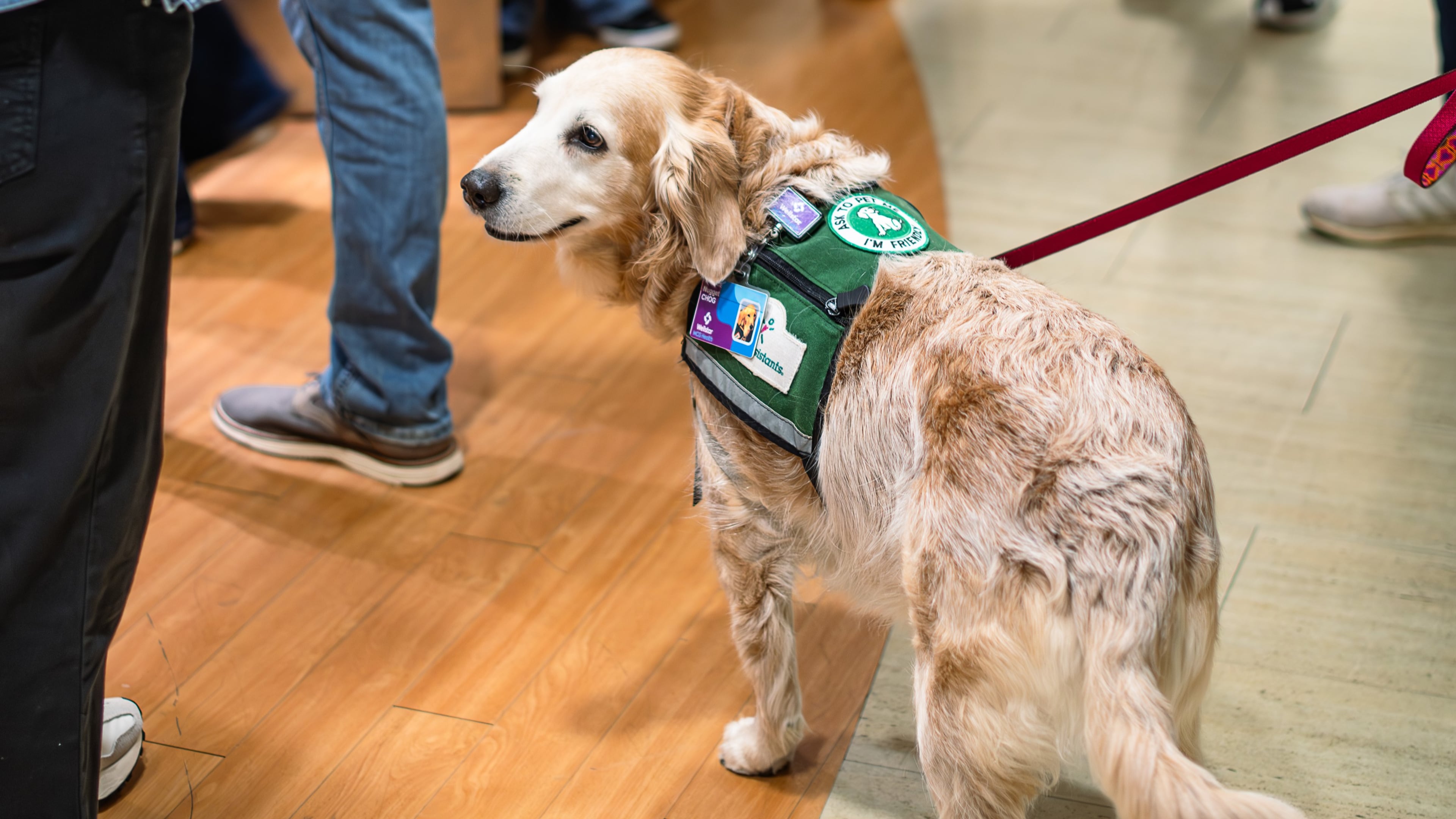 Nugget doing what she does best, greeting! (Courtesy of Wellstar Children's Hospital of Georgia)