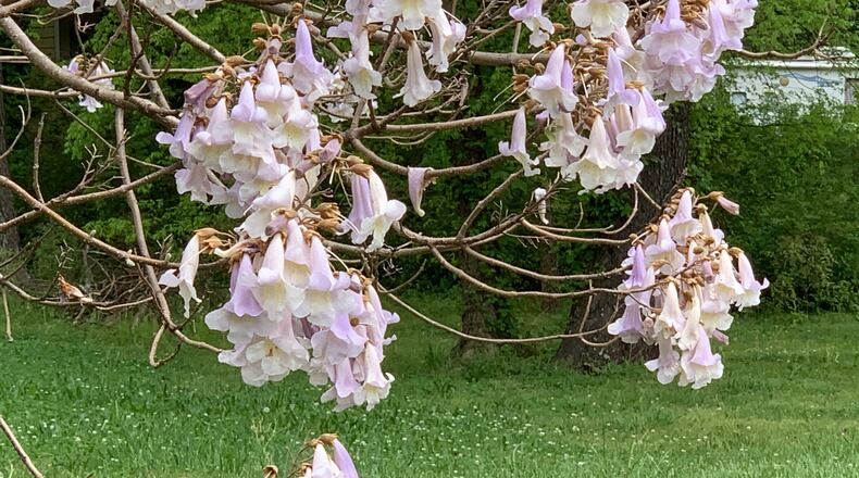 The clusters of flowers are beautiful, but the paulownia tree (princess tree) soon becomes a thug in the landscape. (Walter Reeves for The Atlanta Journal-Constitution)