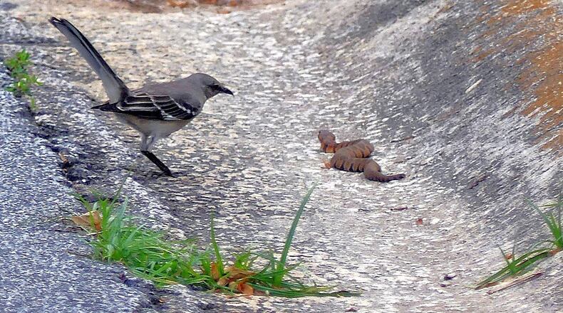 A mockingbird keeps tabs on a midland water snake crawling along the edge of a street, Fork Creek Trail, in Charles Seabrook's Decatur neighborhood. After the mockingbird flew off, a male cardinal also flew down to inspect the snake. (Charles Seabrook for The Atlanta Journal-Constitution)