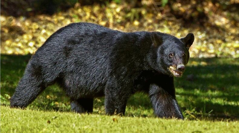 A black bear was killed when it was hit by five vehicles on I-75 in southwest Florida early Thursday.