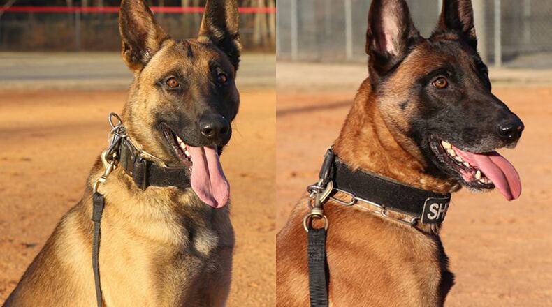 The Cherokee County Sheriff’s office has two new officers: Volt (left) and X-Ray, which are in training to join the K9 unit. CHEROKEE COUNTY SHERIFF via Facebook