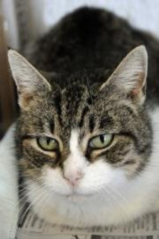 Help Atlanta's adoptable pets find a home: Mar. 24