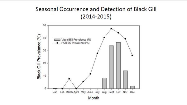 Black gill's activity from 2014 to 2015 was largely limited to August through December, according to data collected by Marc Frischer's lab.