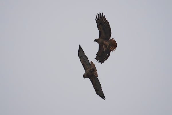 Two red-tailed hawks fly over the Chaney Trail Corridor, an area affected by the Eaton Fire, in Altadena, Calif., on Wednesday, April 23, 2025. (AP Photo/Damian Dovarganes)