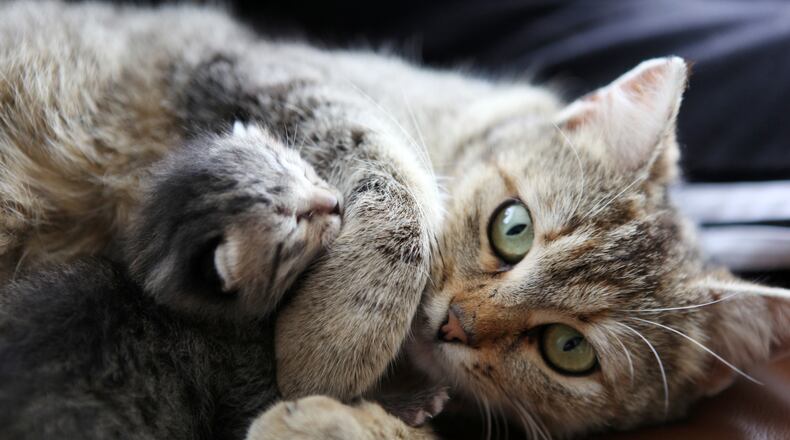 File image of cat with kitten.