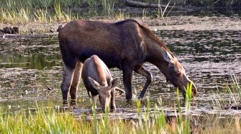 FILE PHOTO (Brianvan/Morguefile license: https://morguefile.com/license)