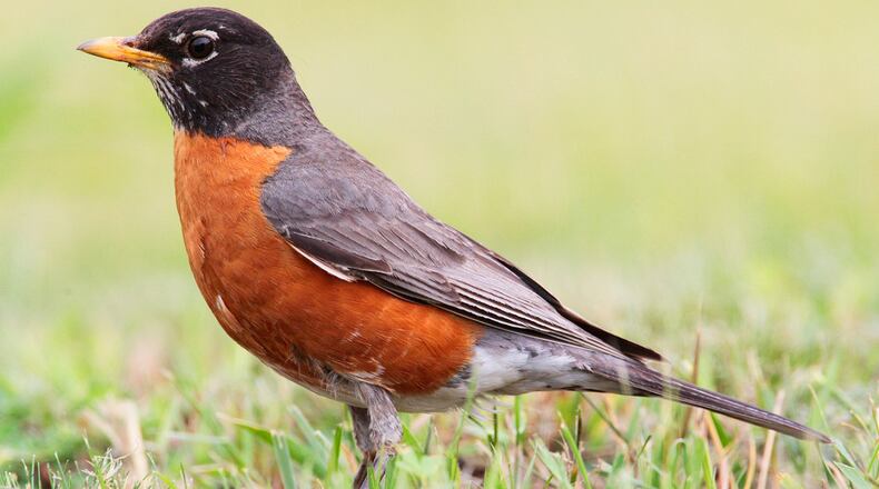 The American robin, like many songbird species, has a high mortality rate, with up to 80 percent of its young dying each year from predation, bad weather, outdoor cats and other hazards. But if a robin can survive those adversities, it might live nearly 14 years. CREATIVE COMMONS/WIKIPEDIA