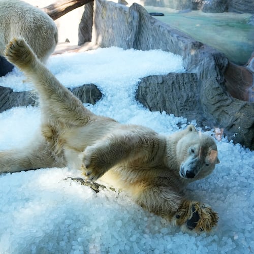 Polar bears cool down on a pile of ice that was brought to theirs enclosure on a hot and sunny day at the Zoo in Prague, Czech Republic, Thursday, July 30, 2026. (AP Photo/Petr David Josek)