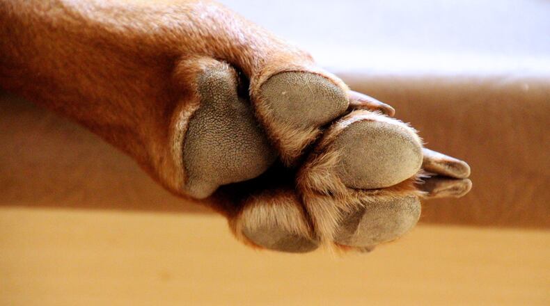 A veteran has traveled across the country to get more affordable surgery for his service dog with bone cancer.