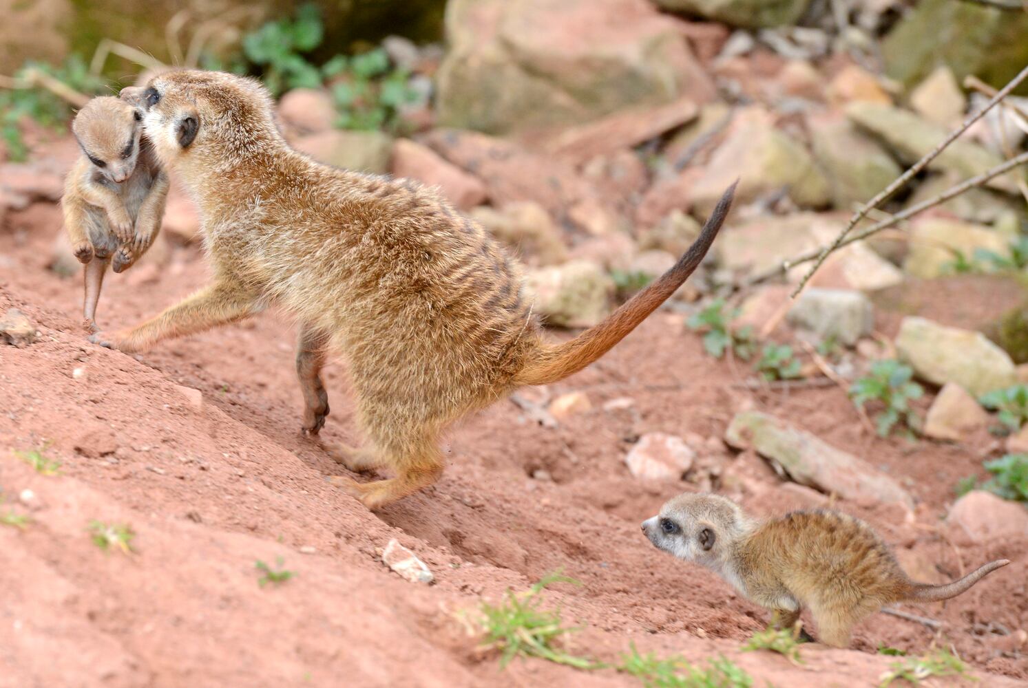 Baby zoo animals, March 2014