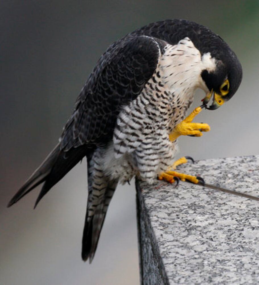 Falcons make a home in Atlanta