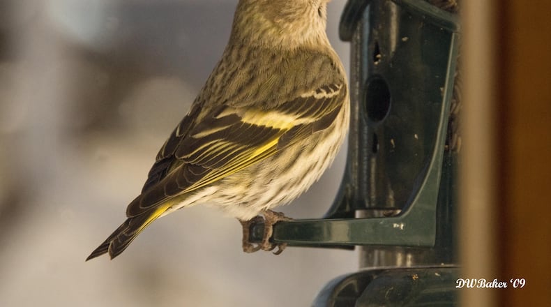 An influx of pine siskins, like the one shown here, and other birds into Georgia this winter caused crowded conditions at bird feeders and increased the risk of disease among birds. (Courtesy of David W. Baker/Creative Commons)