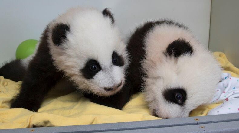 Ya Lun and Xi Lun, the second pair of giant panda twins born at Zoo Atlanta, made their debut last year