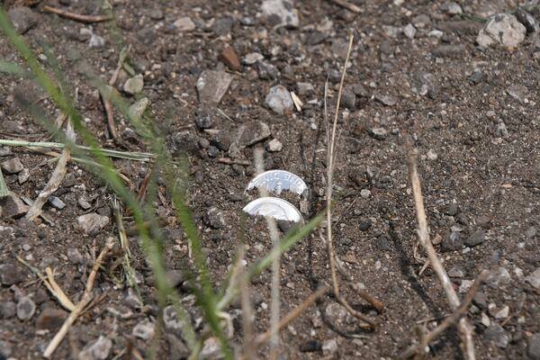 This image provided by the Wise County Messenger shows two shiny dimes peaking out from the dirt in the median U.S. 81/287 near Farm Road 1655 after a truck toting millions of the coins overturned, Tuesday, April 29, 2025 in Alvord, Texas. (Austin Jackson/Wise County Messenger via AP)