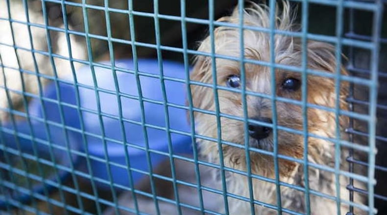 A dog peers out from its cage after a raid on an alleged puppy mill in Mississippi. Citing inhumane conditions of puppy and kitten mills, Canton adopted an ordinance banning the sale of dogs and cats by pet shops in the city. AJC FILE