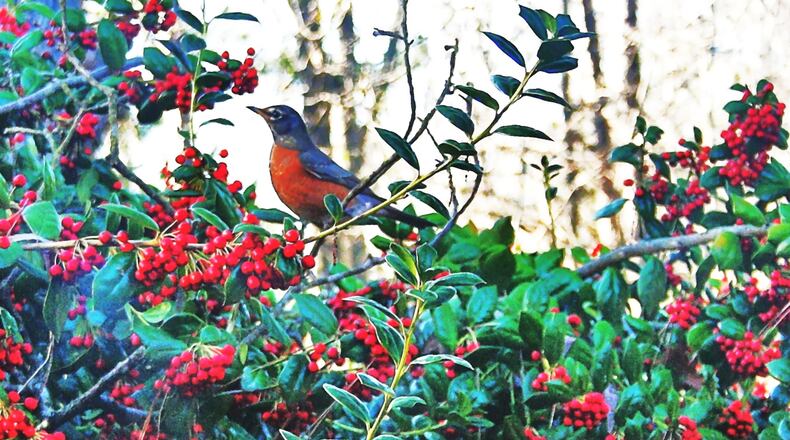 An American robin perches on an American holly tree. The holly, with its bright red berries and dark evergreen leaves, is one of several native plants that have become holiday icons. (Charles Seabrook)
