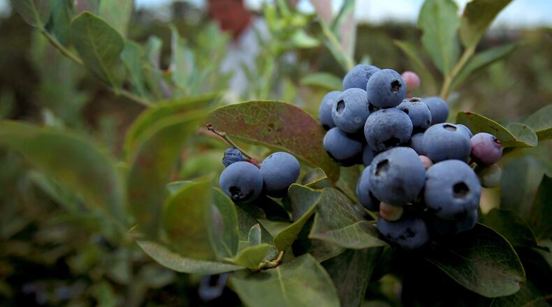 Several blueberries grow together at the Westbrook Farm at the University of Georgia Griffin Campus in 2012. University of Georgia Professor of Horticulture Scott NeSmith grows many varieties and has a 5-acre blueberry plot. Blueberries have now surpassed peaches as Georgia's top fruit crop.