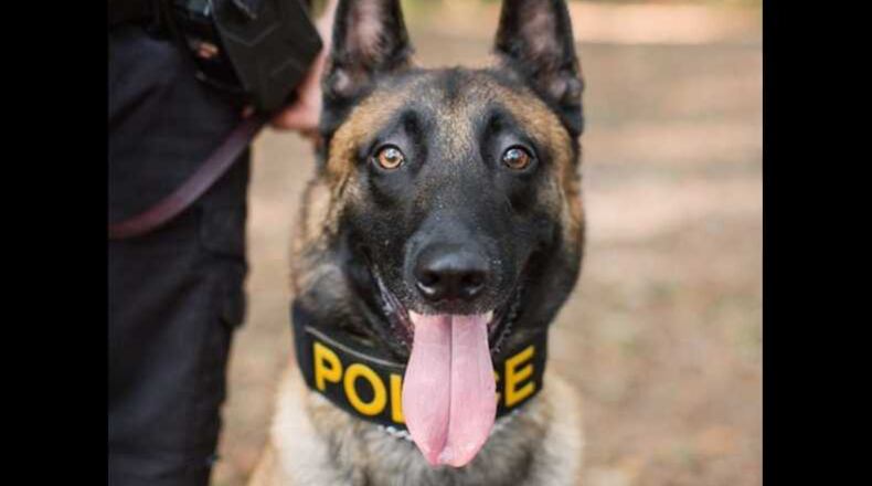 Three Johns Creek K-9 officers (yes, the dogs) have launched Instagram pages. Photos and videos give an inside look into what the pups are up to, on and off the job in north Fulton County.