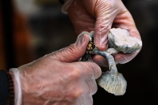 Marine Corps combat veteran Matt Metzger harvests mushroom to dehydrate to make into powder for microdosing in capsules, Wednesday, March 26, 2025, in Olympia, Wash. (AP Photo/Lindsey Wasson)
