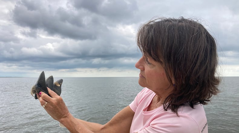 Dodie Gay-Eberlein demonstrates with their new finds how the teeth would have been arranged in the jaws of a megalodon shark.