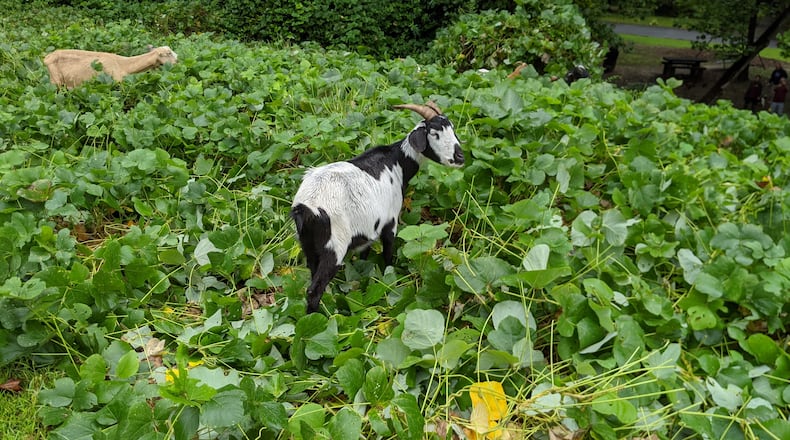 The City of Doraville is using goats to eat the kudzu and other overgrown plants at Autumn Park.