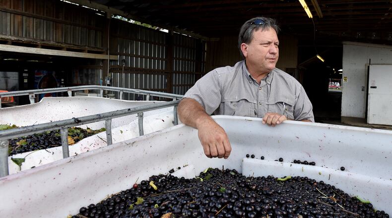 September 22, 2016 Wray, GA: Gary Paulk, owner of Paulk Vineyards in Wray, Georgia, produces grapes and blackberries. The crops require more than 100 workers, mostly migrant laborers, during peak harvest. He fears Donald Trump’s stance on illegal immigration could threaten his business. BRANT SANDERLIN/BSANDERLIN@AJC.COM