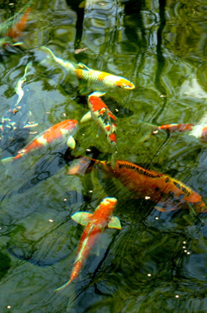 Atlanta Koi Club auction this weekend