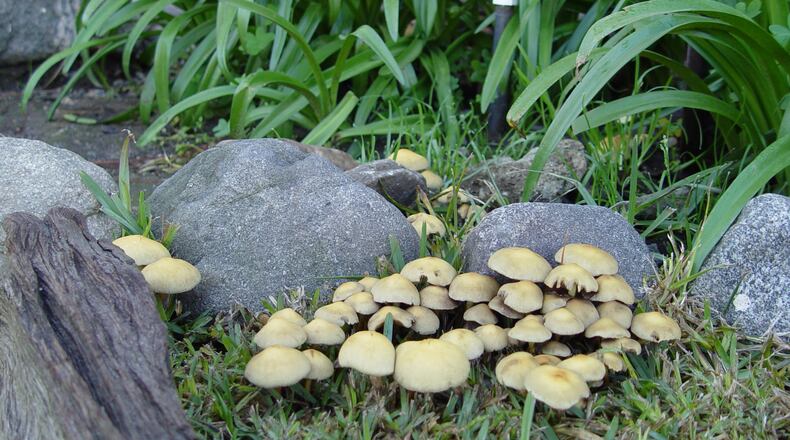 The fungus that lives underground here is producing spore-bearing fruiting bodies we call mushrooms. (Maureen Gilmer/TNS)
