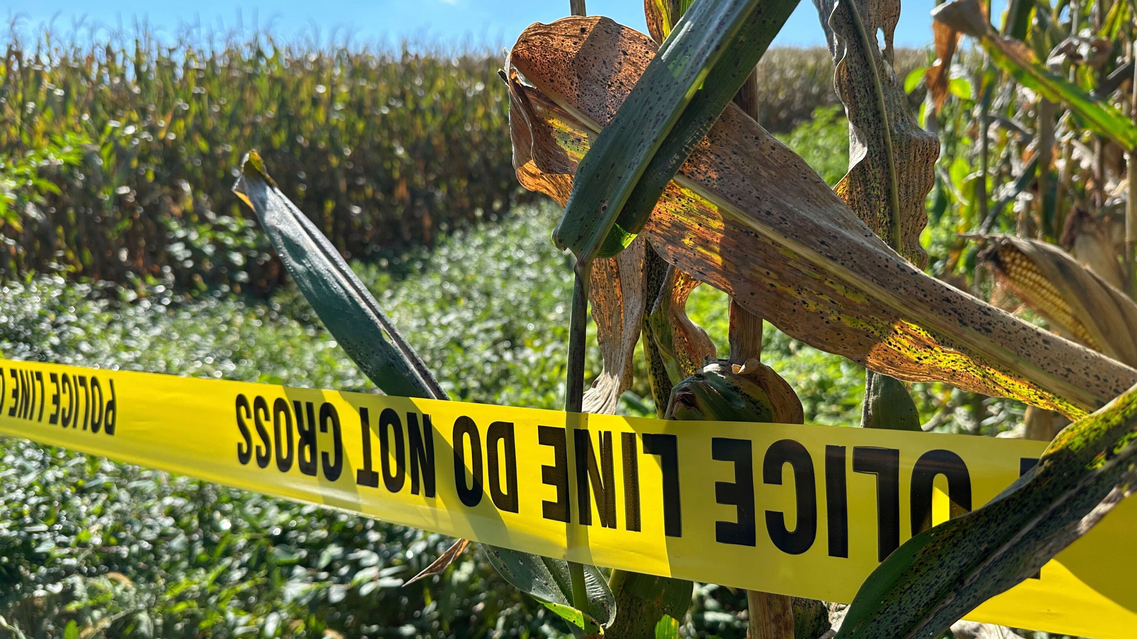 Police tape blocks a section of a cornfield, Thursday, Sept. 18, 2025, near where police were shot during a domestic investigation on Wednesday in North Codorus, Pa. (AP Photo/Tassanee Vejpongsa)