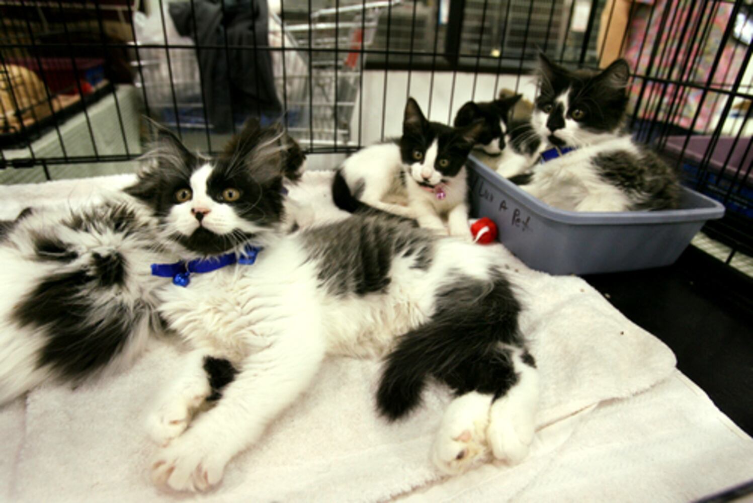 Economy's bad on pets, too