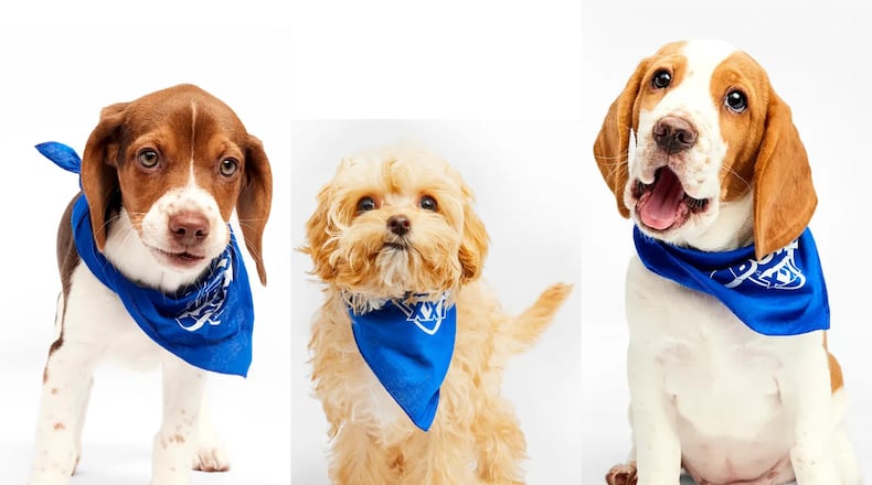 The three Georgia reps in this year's Animal Planet Puppy Bowl from Bosley's Place in Smyrna are Huckleberry (from left), Josie and Raspberry. (Animal Planet)