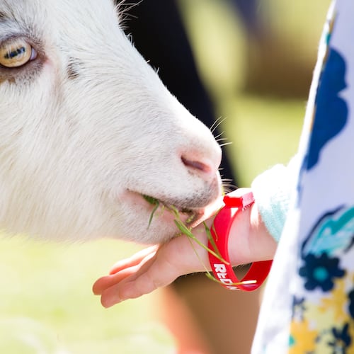 Meet farm animals and enjoy many other activities at the Chattahoochee Nature Center’s Back to Your Roots Farm Fair on Sunday, Sept. 20. (Courtesy of Chattahoochee Nature Center)