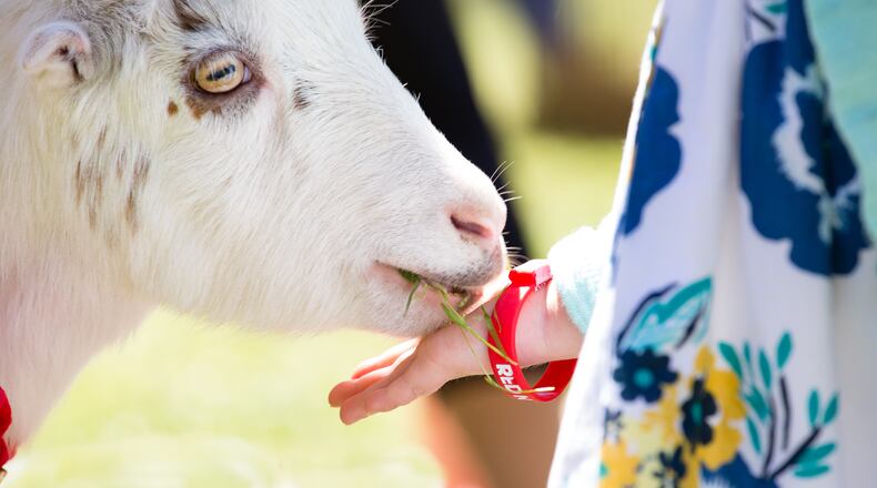 Meet farm animals and enjoy many other activities at the Chattahoochee Nature Center’s Back to Your Roots Farm Fair on Sunday, Sept. 20. (Courtesy of Chattahoochee Nature Center)