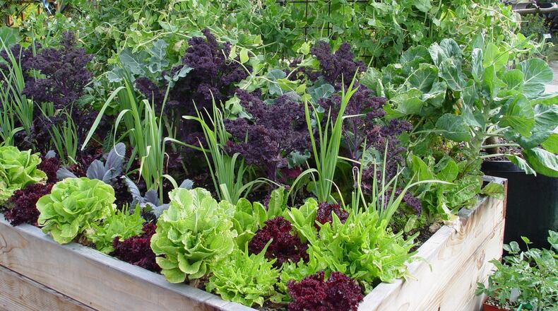 Winter greens can be ganged into raised beds for a huge long-term yield for many months. (Maureen Gilmer/TNS)