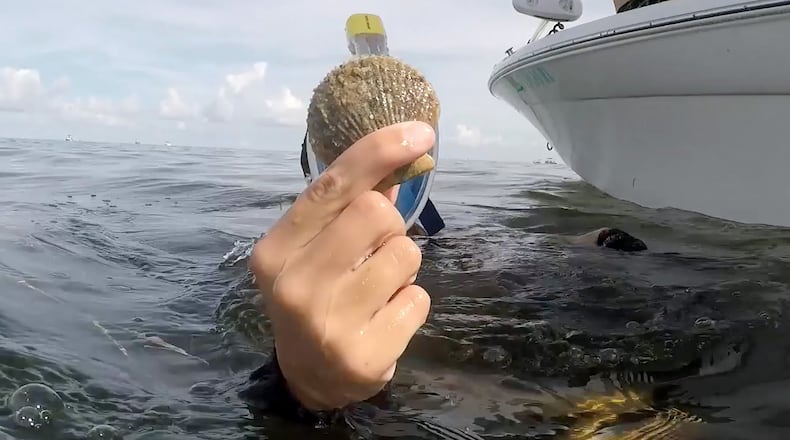 Kaley Taylor holds up a scallop she found in Homosassa Bay on Saturday, July 14, 2018. (Cassie Armstrong/Orlando Sentinel/TNS)