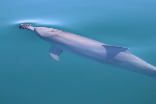 In this photo provided by the Shark Bay Dolphin Research Project, a bottlenose dolphin wearing a marine sponge on its nose to forage swims in Shark Bay, Australia, 2023. (Meredith MacQueeney/Shark Bay Dolphin Research Project via AP)
