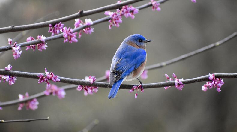 The Atlanta Audubon Society is adopting a new name, Georgia Audubon, and a new statewide role, in its mission to protect birds, including this eastern bluebird.