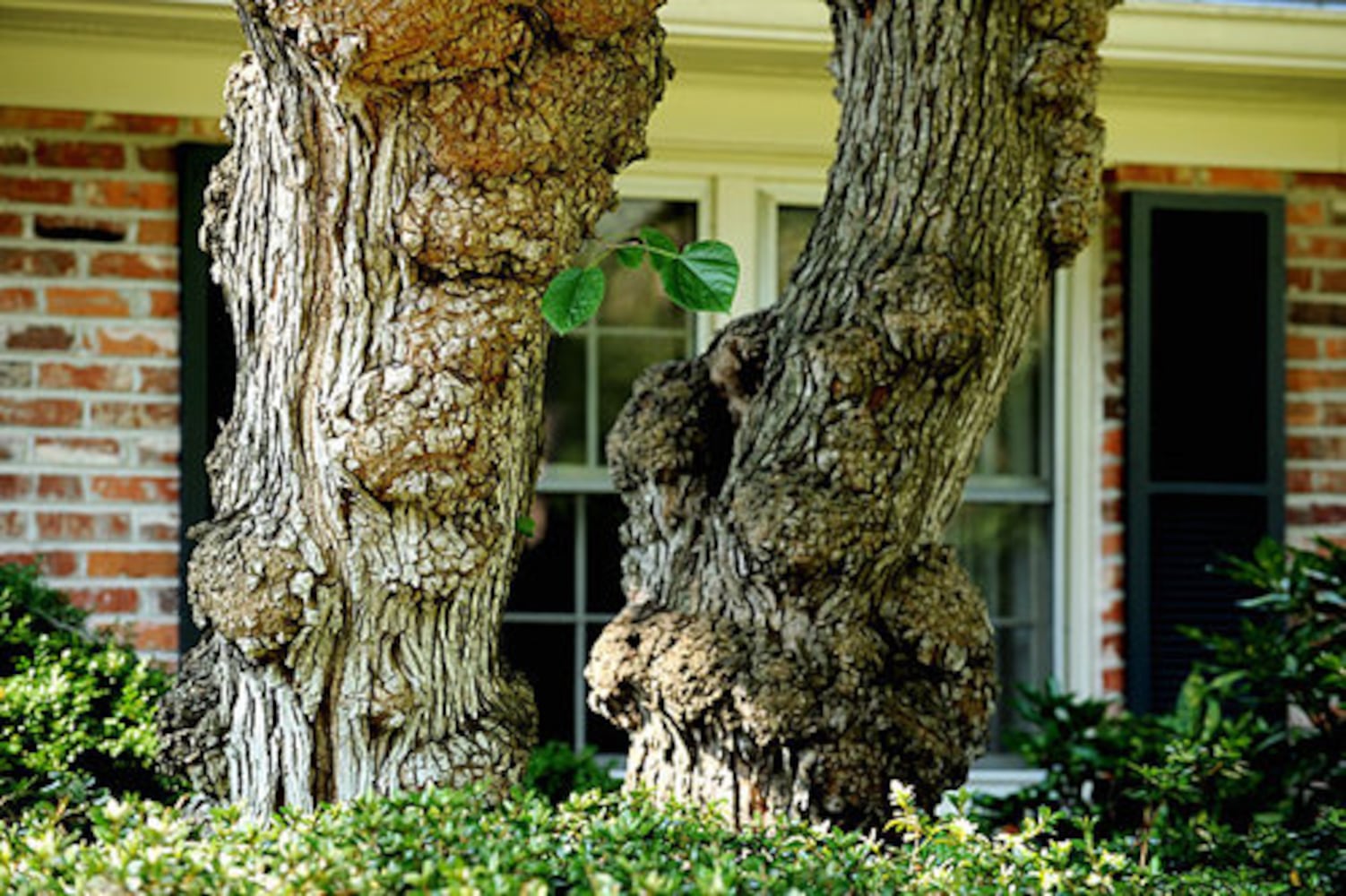 Vince Dooley's Amazing Garden