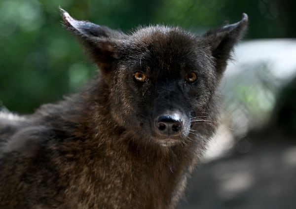 Carmine in his new home at the Yellow River Wildlife Sanctuary in Lilburn. (Hyosub Shin / AJC)