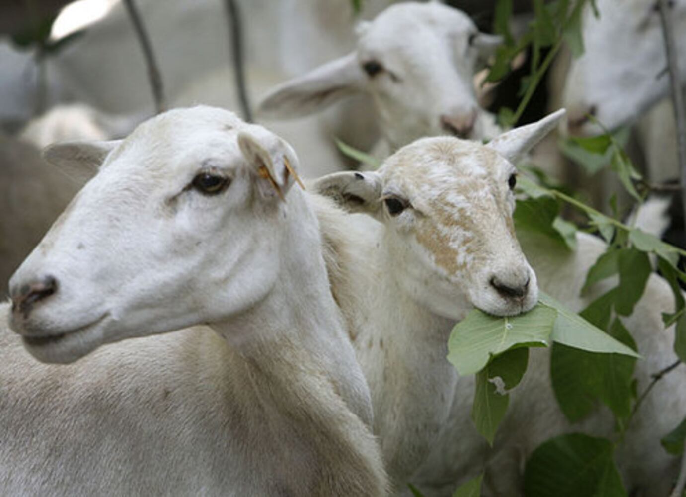 Sheep chew through kudzu, poison ivy