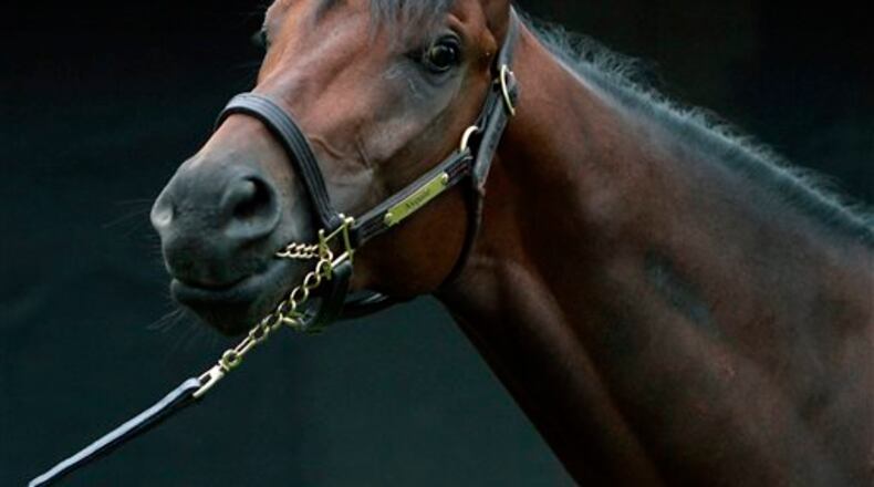 Kentucky Derby champion Nyquist poses for photographers outside Barn 41 at Churchill Downs in Louisville, Ky., Sunday, May 8, 2016. (AP Photo/Garry Jones)