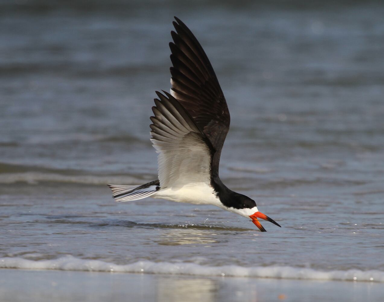 Pea Island National Wildlife Refuge