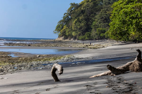 This photo provided by researchers shows a beach of Jicarón Island, Panama in January 2022. (Christian Ziegler/Max Planck Institute of Animal Behavior via AP)