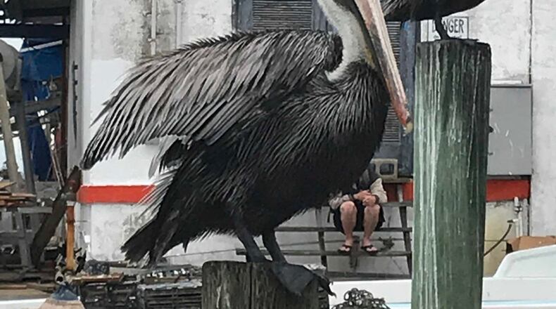 “This handsome, blue-eyed fellow was my dining companion recently on a dour winter day at the Starfish Grill in Cortez, Florida,” wrote Sharon Langley.