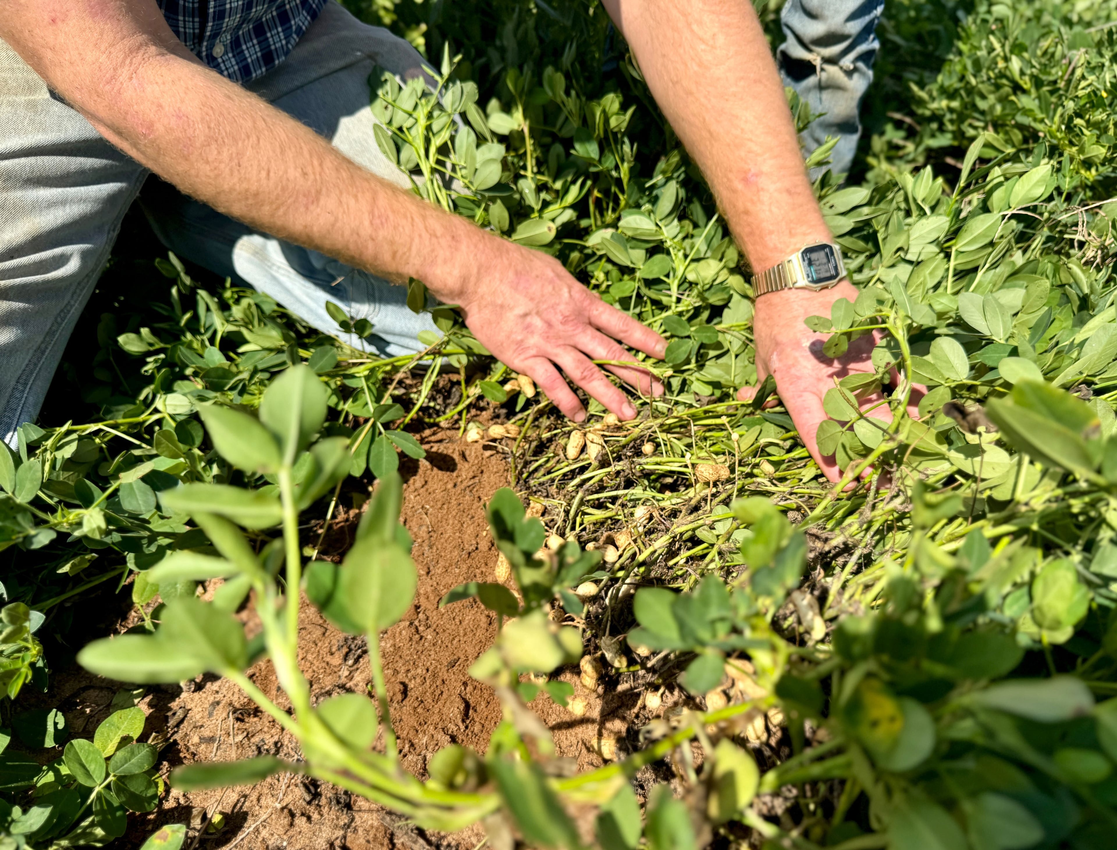When flash droughts hit, peanuts and other crops pay the price.