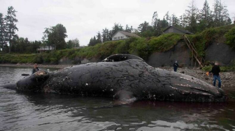 A Washington couple recently agreed to allow a 40-foot gray whale to decompose on their waterfront property in Port Townshend. (Photo: Mario Rivera/National Oceanic and Atmospheric Administration Fisheries)