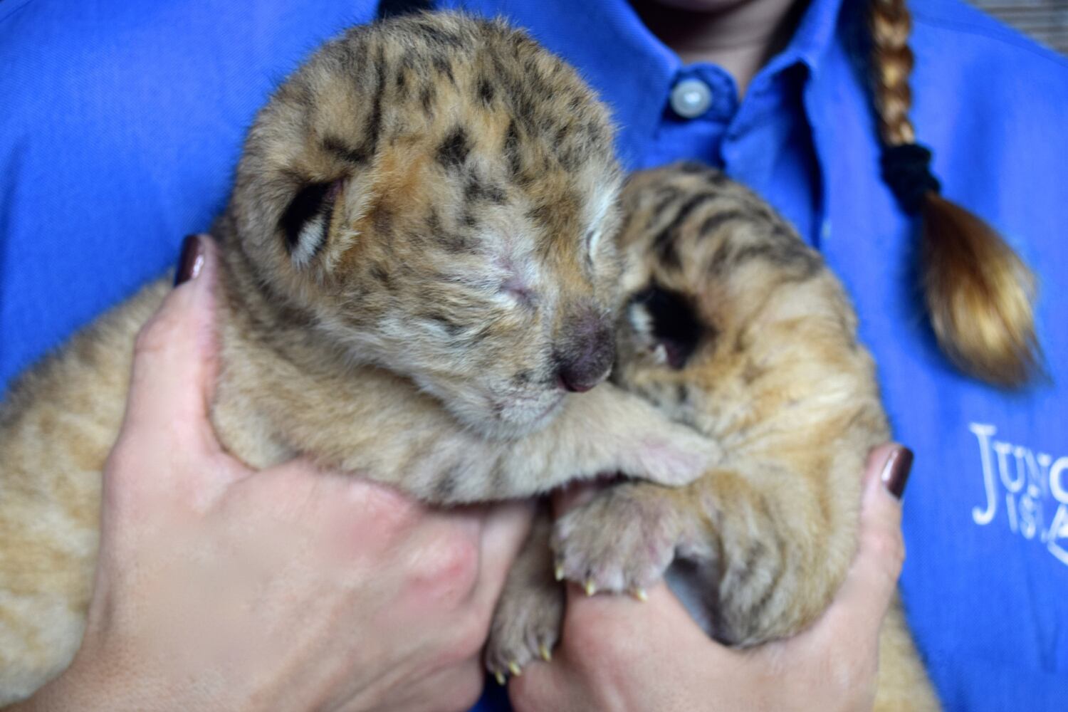2014 cute animals