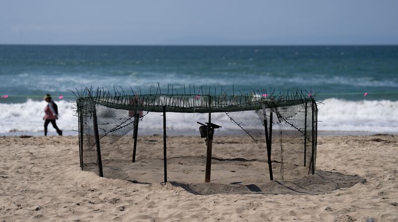 A protective fence surrounds a sea turtle nesting site on the beach in Huntington Beach, Calif., Tuesday, Sept. 22, 2026. (AP Photo/Jae C. Hong)