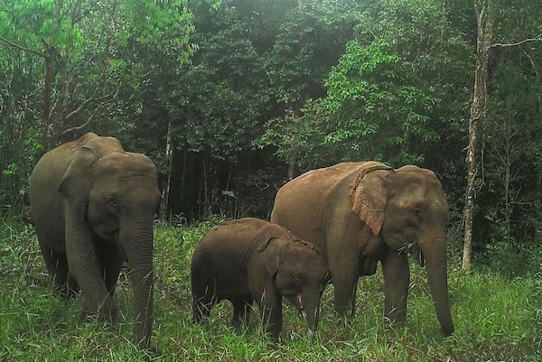 In this photo released by the Flora & Fauna conservation group, elephants are seen at Prey Lang Wildlife Sanctuary in Preah Vihear province, Cambodia, in 2020. (The Flora & Fauna conservation group via AP)