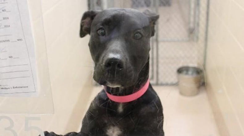 <p>Dog to be adopted</p>